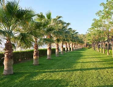 A lush green lawn lined with palm trees under a clear blue sky