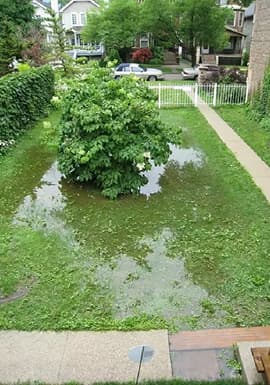 A Garden Before Landscape Design Transformation