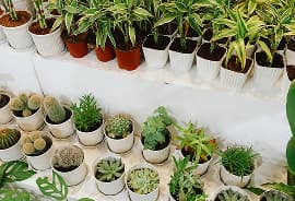 5 Steps to Design The Yard of Your Dreams